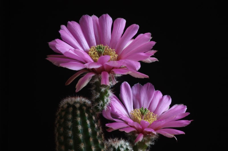 Echinocereus reichenbachii ssp. albertii 