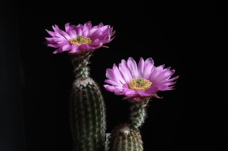 echinocereus reichenbachii v. albertii