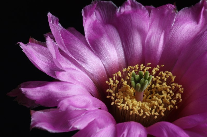 Echinocereus reichenbachii v. albertii 