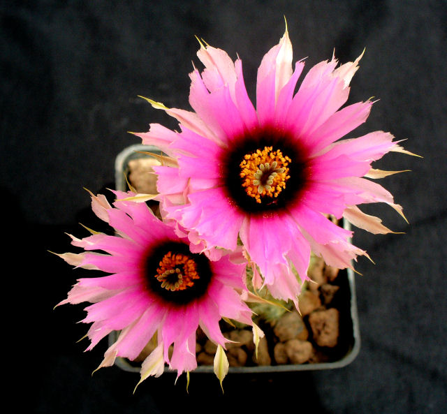 Echinocereus reichenbachii ssp. fitchii 