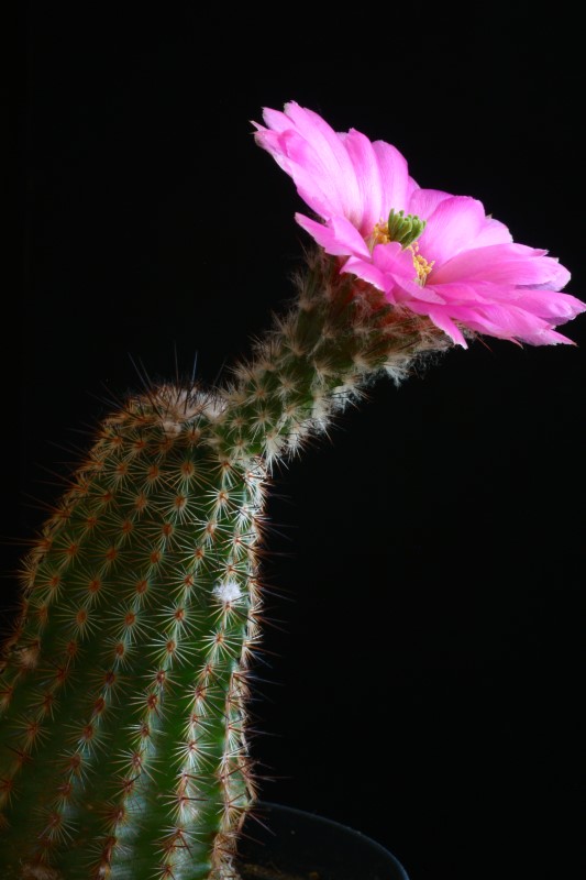 Echinocereus reichenbachii v. albertii 