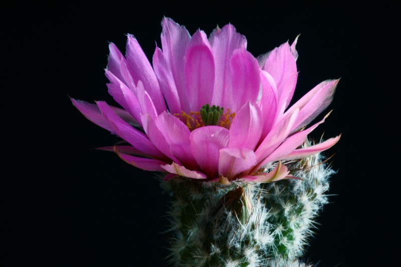 Echinocereus  reichenbachii v. albertii 