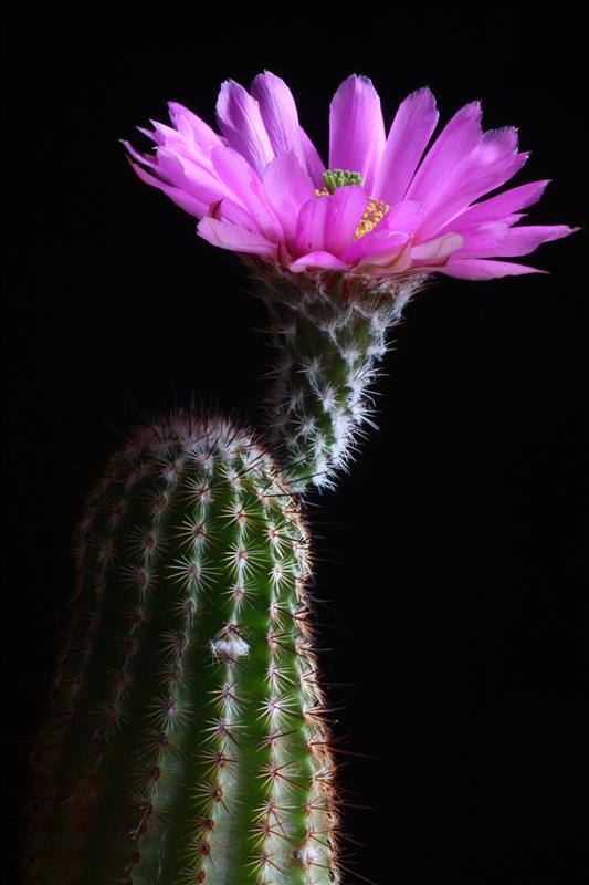 Echinocereus reichenbachii v. albertii 