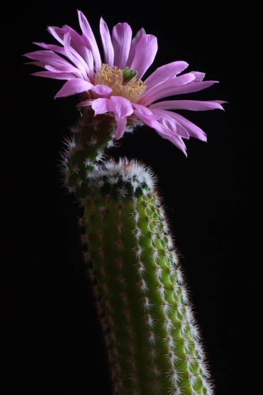 Echinocereus  reichenbachii v. albertii 