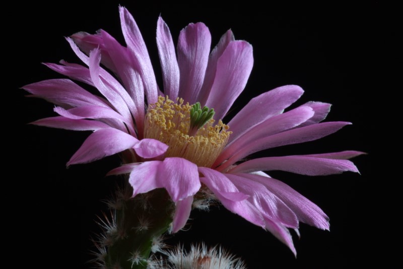 Echinocereus reichenbachii v. albertii 