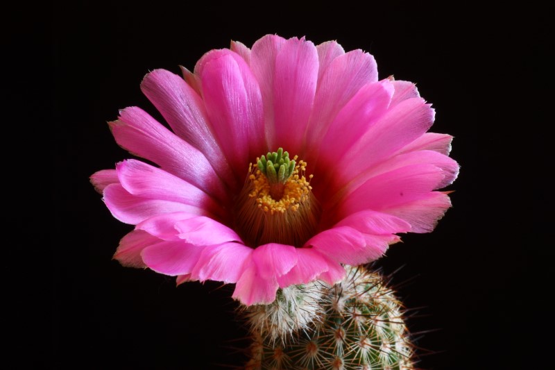 Echinocereus  reichenbachii v. albertii 