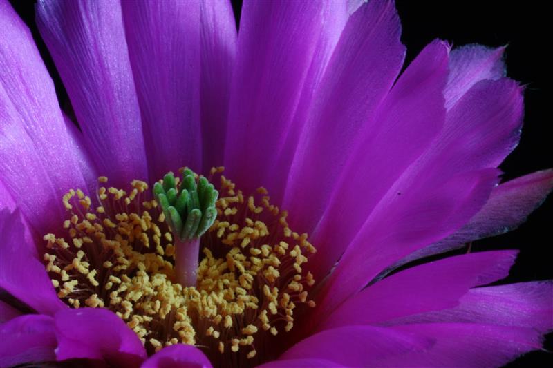 Echinocereus reichenbachii v. albertii 