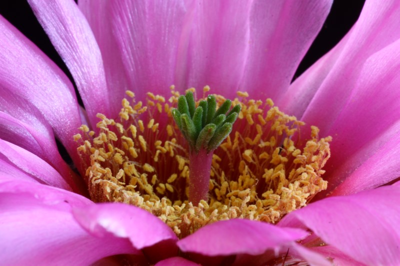 Echinocereus reichenbachii v. albertii 