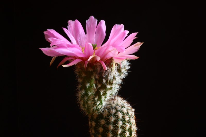 Echinocereus  reichenbachii ssp. albertii 