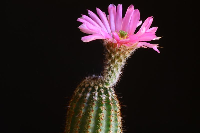 Echinocereus reichenbachii ssp. fitchii 