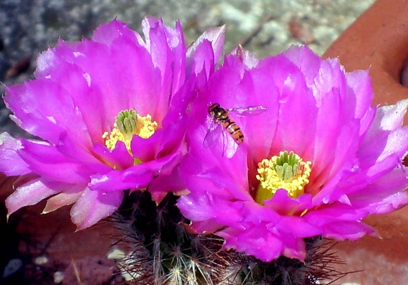 Echinocereus reichenbachii ssp. baileyi 