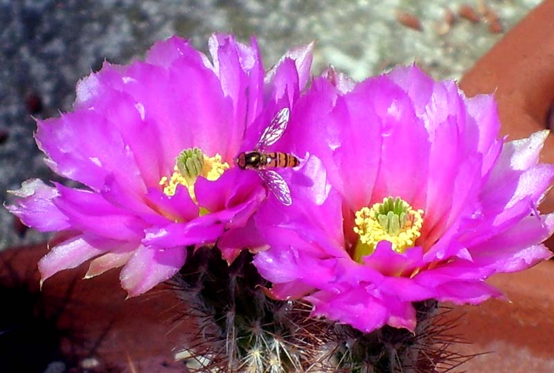 Echinocereus reichenbachii ssp. baileyi 