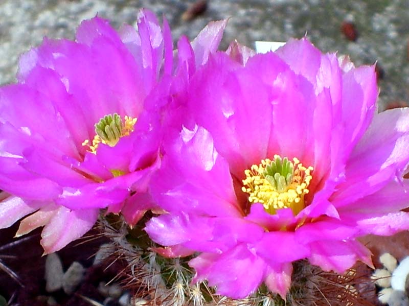 Echinocereus reichenbachii ssp. baileyi 