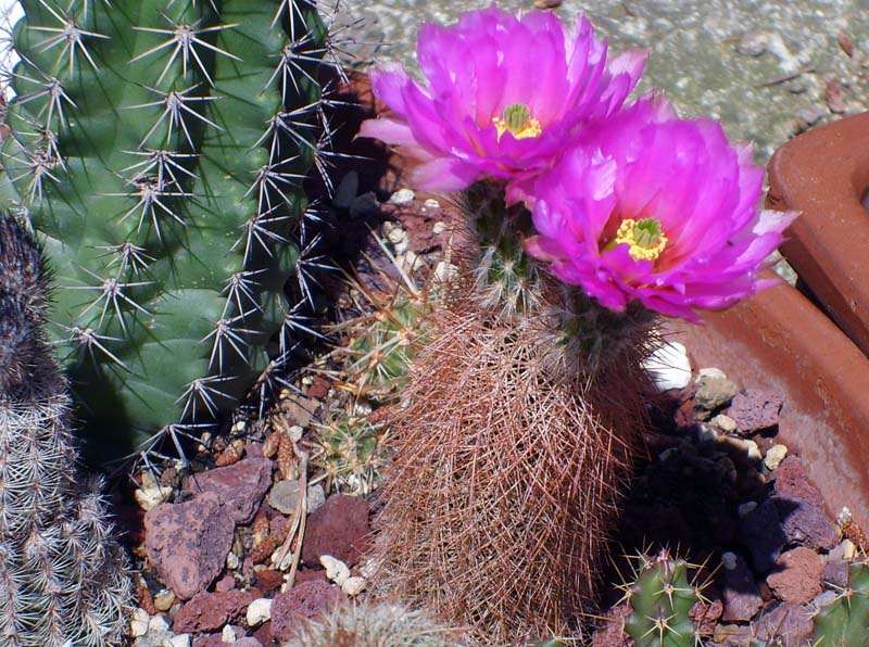 Echinocereus  reichenbachii ssp. baileyi 