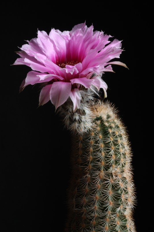 Echinocereus  fitchii 