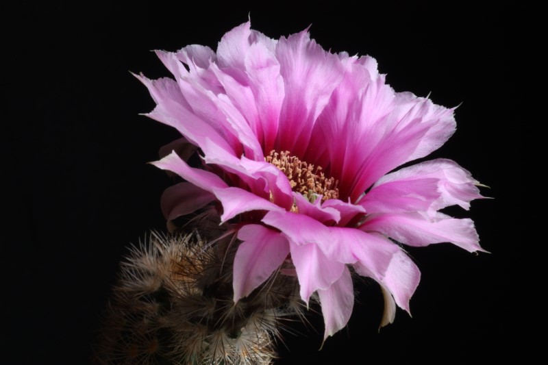 Echinocereus fitchii 