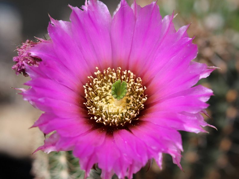 Echinocereus  reichenbachii v. pailanus P282