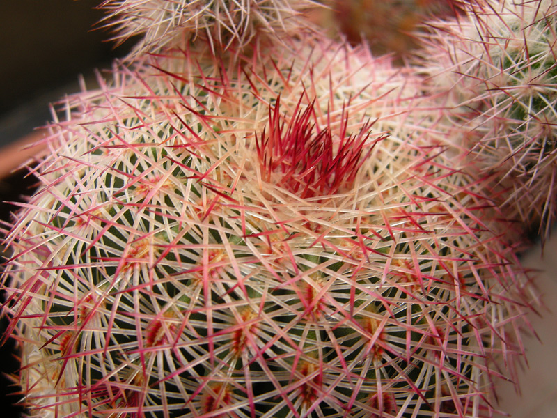 Echinocereus rigidissimus GL501