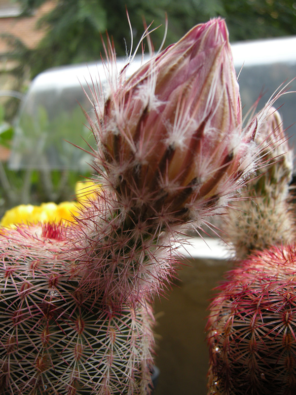 Echinocereus rigidissimus GL501