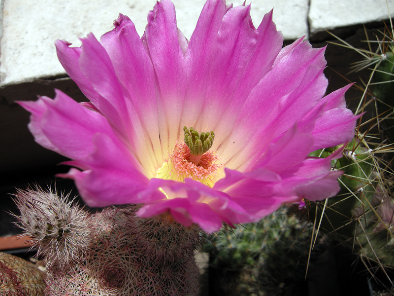 Echinocereus rigidissimus GL501