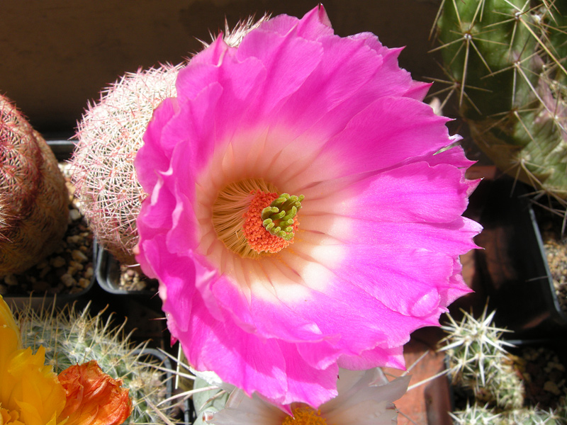 Echinocereus rigidissimus GL501