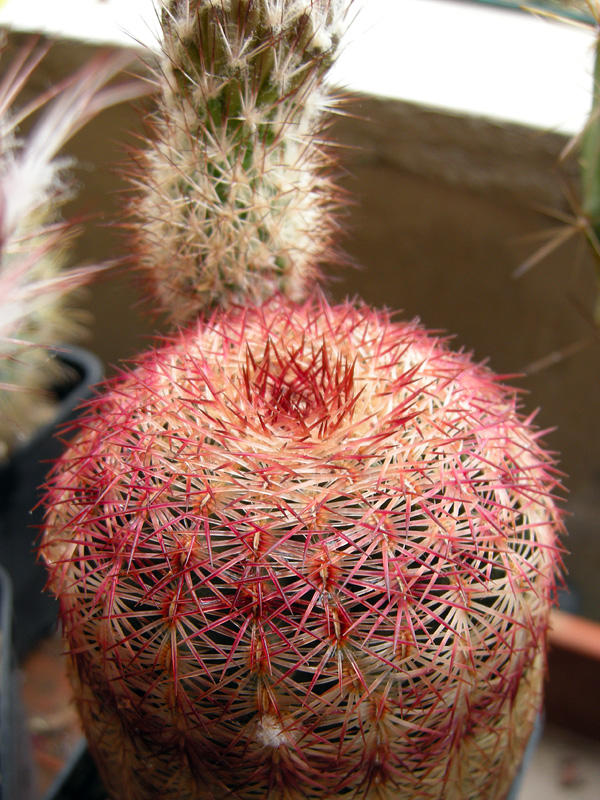 Echinocereus rigidissimus 