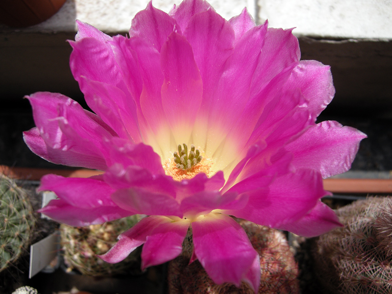 Echinocereus rigidissimus 