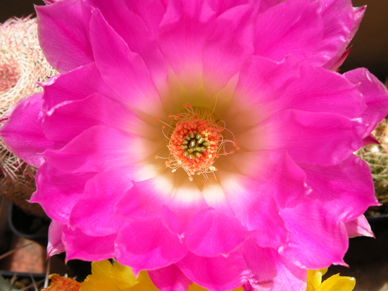 Echinocereus  rigidissimus 