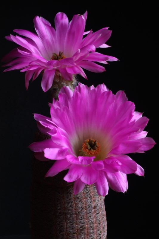 Echinocereus rigidissimus ssp. rubispinus 