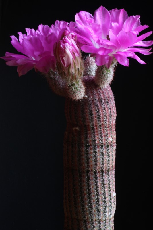 Echinocereus  rigidissimus ssp. rubispinus 