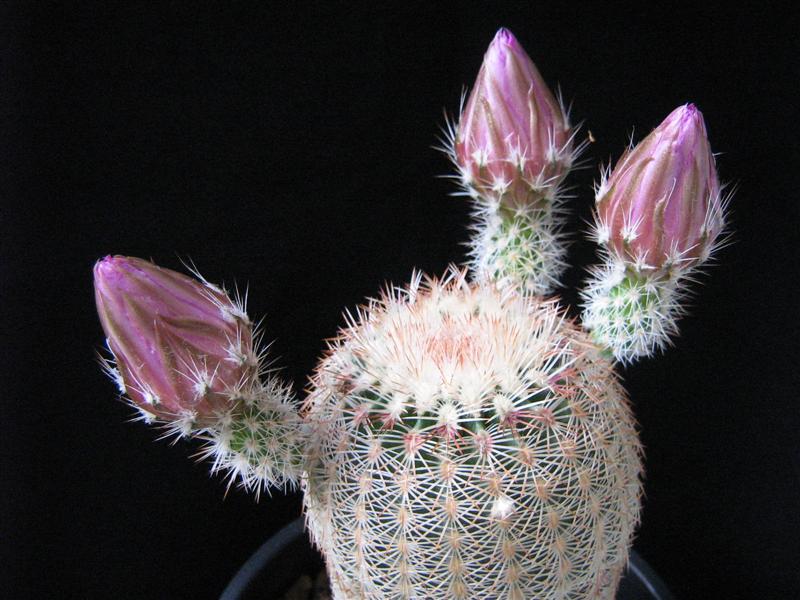 Echinocereus  rigidissimus 