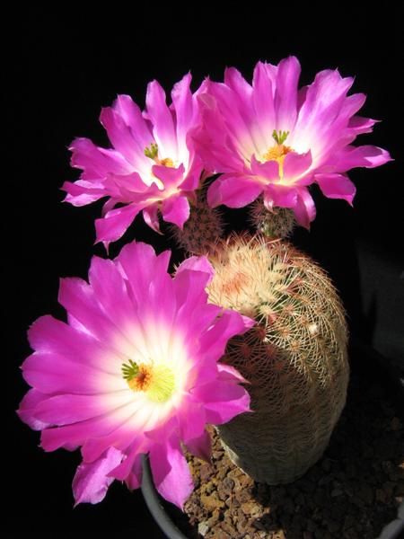 Echinocereus rigidissimus 