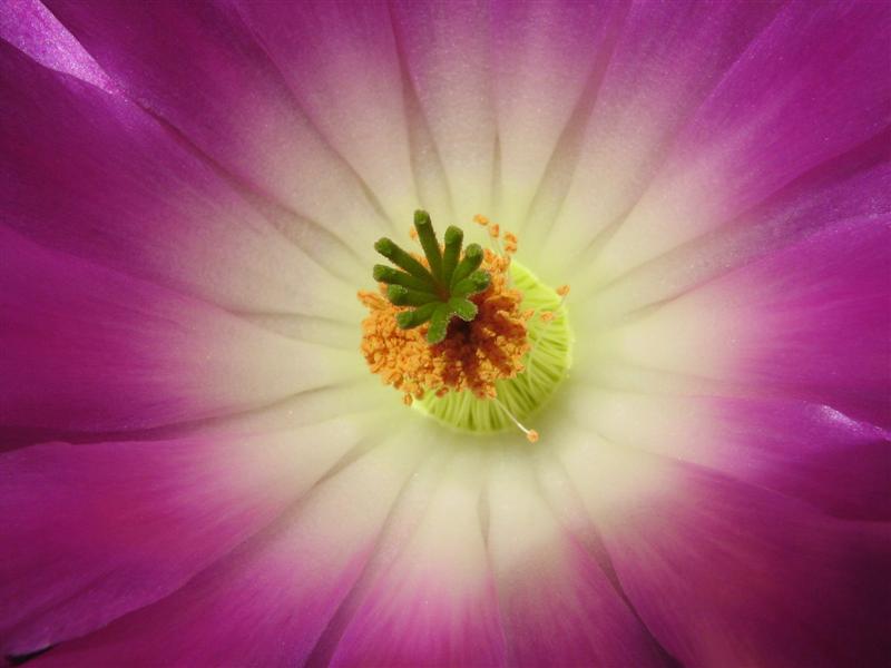 Echinocereus rigidissimus 