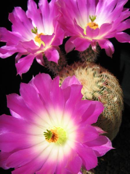 Echinocereus rigidissimus 