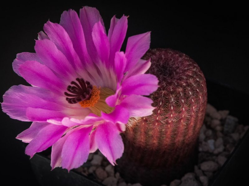 Echinocereus  rigidissimus ssp. rubispinus L 088