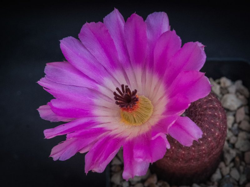 Echinocereus rigidissimus ssp. rubispinus L 088