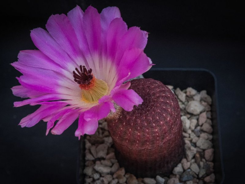 Echinocereus rigidissimus ssp. rubispinus L 088