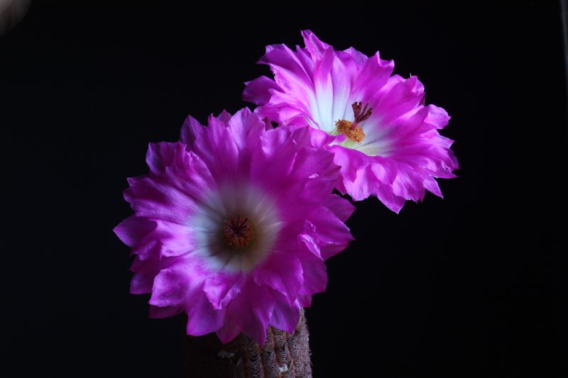 Echinocereus rigidissimus ssp. rubispinus 
