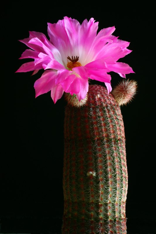 Echinocereus  rigidissimus ssp. rubispinus 