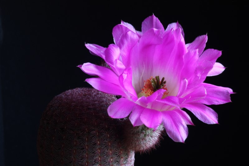 Echinocereus rigidissimus ssp. rubispinus 