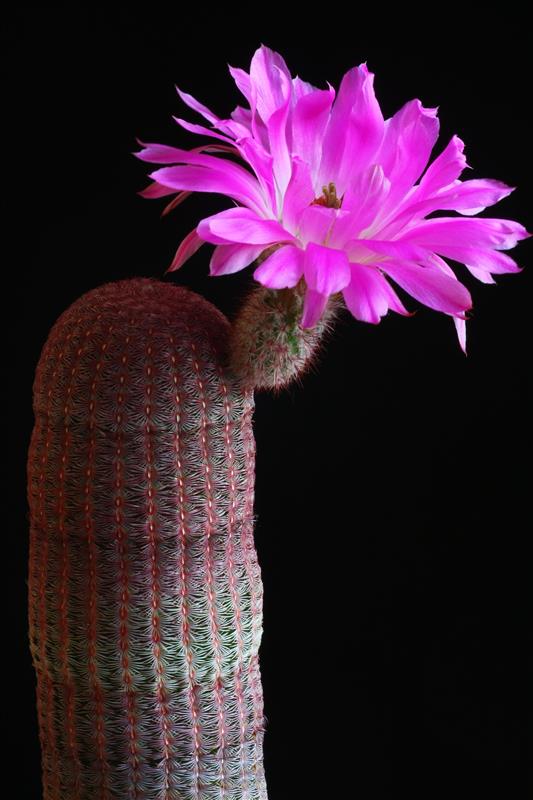 Echinocereus  rigidissimus ssp. rubispinus 