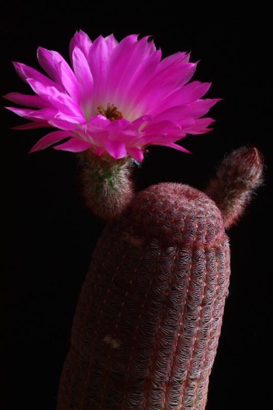 Echinocereus rigidissimus ssp. rubispinus 