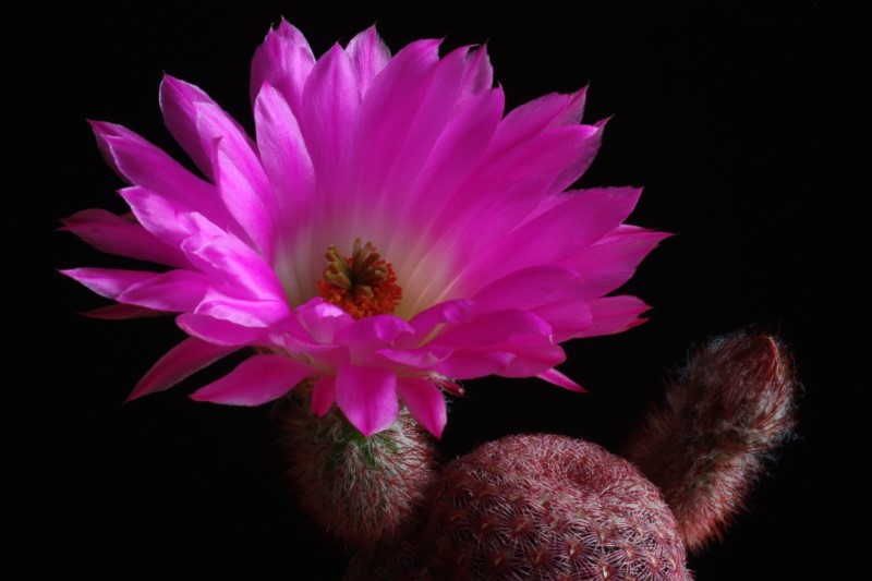 Echinocereus rigidissimus ssp. rubispinus 