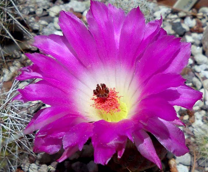 Echinocereus rigidissimus v. rubispinus 