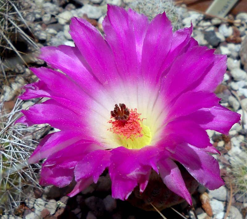 Echinocereus rigidissimus v. rubispinus 