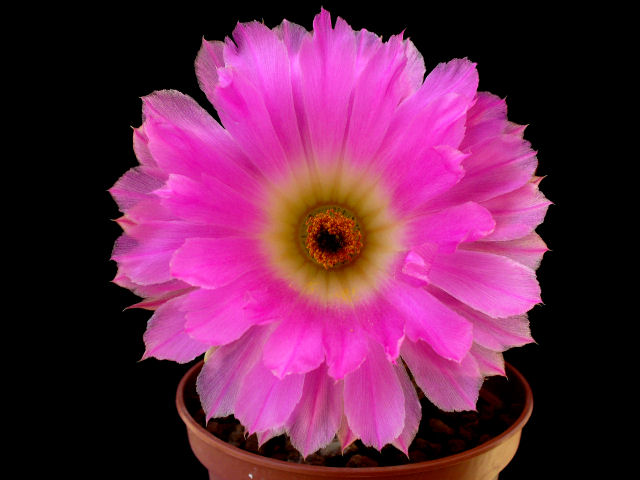 Echinocereus  rigidissimus ssp. rubispinus 