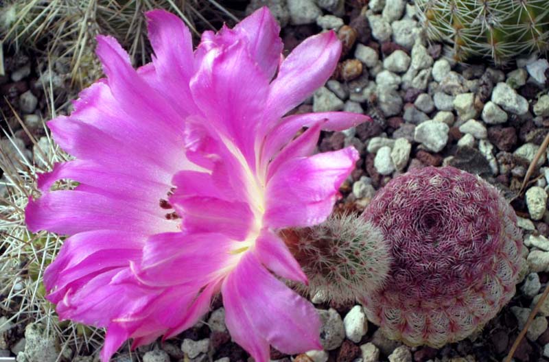 Echinocereus  rigidissimus v. rubispinus 