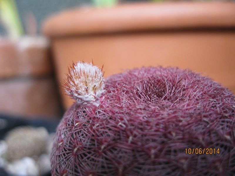 Echinocereus  rigidissimus L088