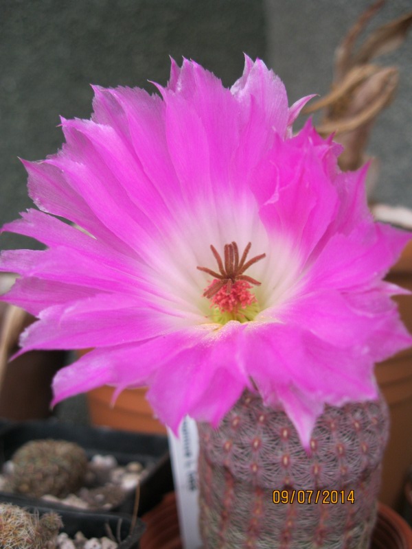 Echinocereus  rigidissimus v. rubispinus L088