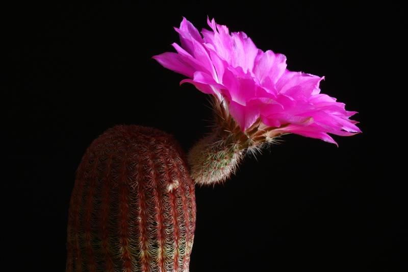 Echinocereus  rigidissimus ssp. rubispinus 